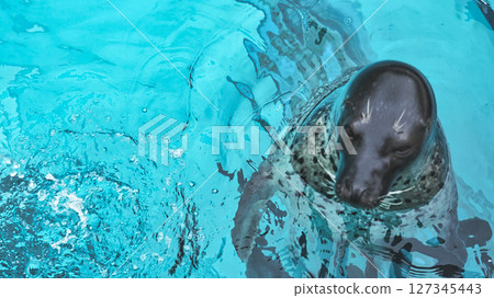 A seal peeking out from the water A seal peeking out from the water 127345443