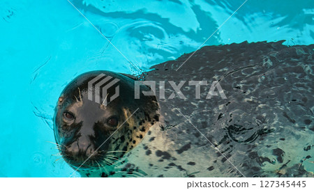 A cute seal 127345445