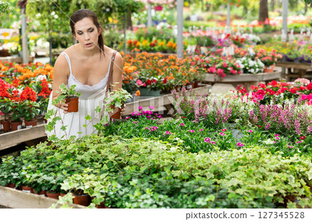 Spaniard woman examining variegated hedera in pots at garden center 127345528