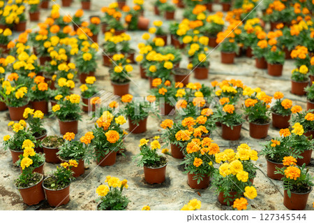 Many flower pots with blooming flowered marigolds stand in hothouse 127345544
