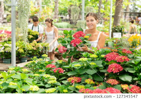 Young female flower lover choosing red hortensia at garden center 127345547