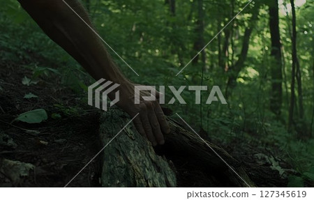 Hand resting on a fallen log in a lush, green forest, dappled su 127345619