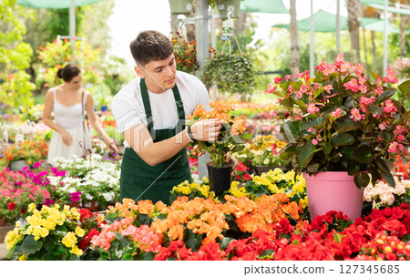 Young garden shop worker caring blooming begonia x hiemalis bushes 127345685