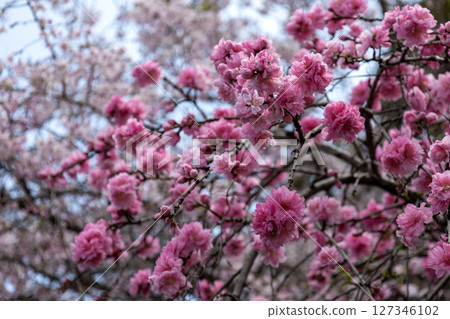 櫻桃樹背景 櫻桃樹背景 127346102
