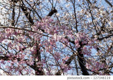 櫻桃樹背景 櫻桃樹背景 127346119