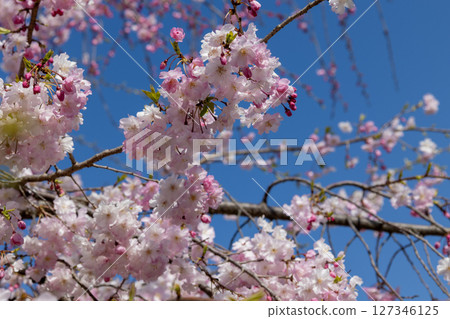 櫻桃樹背景 127346125