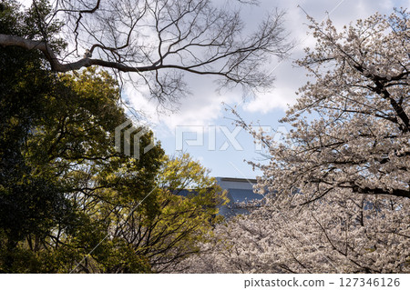 有櫻花樹的風景 127346126