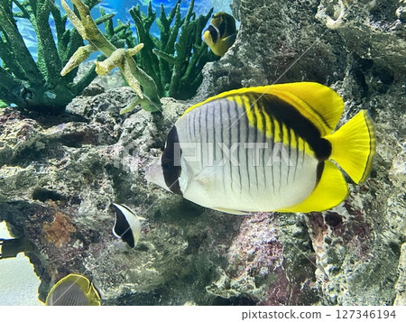 熱帶魚 熱帶魚 127346194