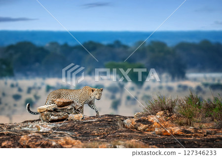 Leopard exploring rocky terrain in the African savanna during early morning light 127346233