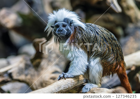 Discovering the agile cotton-top tamarin in its natural habitat, showcasing its unique features and lively demeanor Discovering the agile cotton-top tamarin in its natural habitat, showcasing its unique features and lively demeanor 127346235