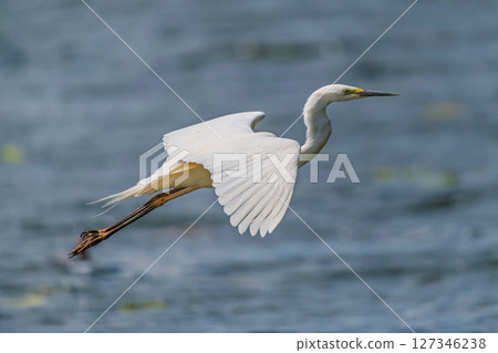 White heron, Great Egret, fly on the lake background. Water bird in the nature habitat 127346238