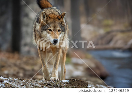 Wolf standing outdoors near the river. European timber wolf Canis Lupus in natural habitat 127346239