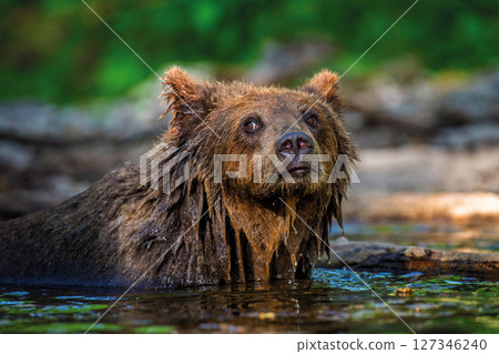 Wild brown bear in the forest river. Animal in natural habitat. Wildlife scene Wild brown bear in the forest river. Animal in natural habitat. Wildlife scene 127346240