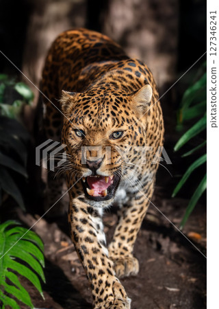 A fierce leopard prowls through lush greenery, showcasing its striking coat in a dense forest habitat during daylight hours 127346241