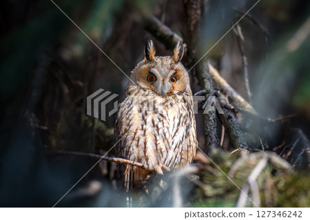 Owl sit in a tree and looking on the the camera Owl sit in a tree and looking on the the camera 127346242