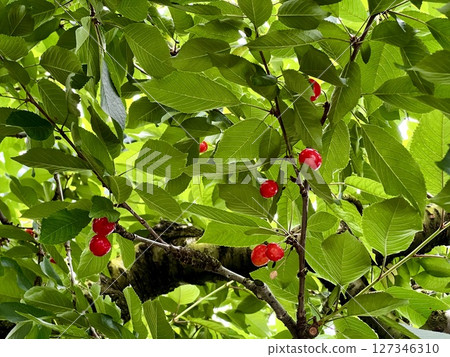 Cherry 127346310
