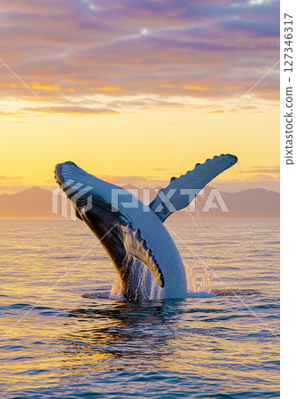 blue whale 127346317