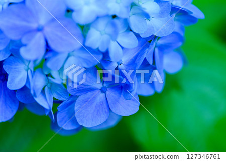 Hydrangea Hydrangea 127346761