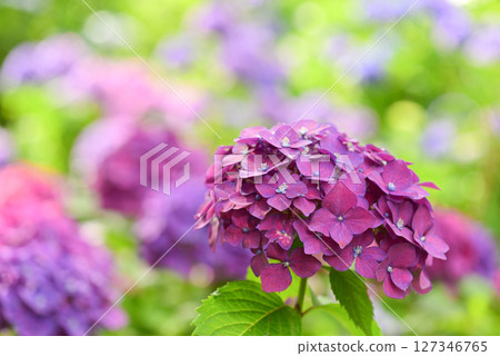 Hydrangea Hydrangea 127346765