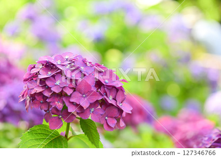 Hydrangea 127346766