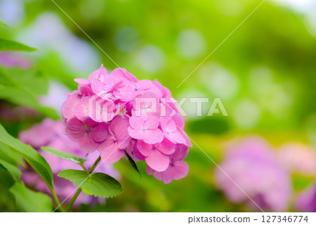 Hydrangea 127346774