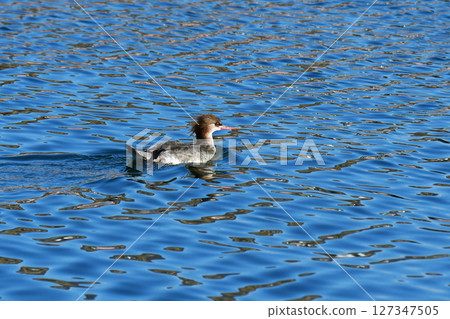 漂浮在海面上的海秋沙鴨 漂浮在海面上的海秋沙鴨 127347505
