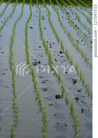 Hand-planted rice fields Hand-planted rice fields 127347513