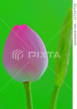 綠色背景的蓮花苞呈現出美麗的漸層色 127347539