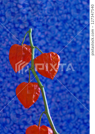 藍色背景上的紅色酸漿花，就像盂蘭盆節的燈籠 127347540