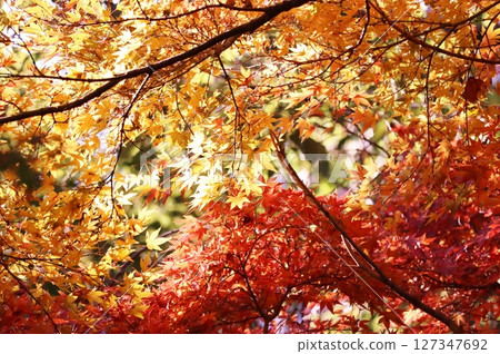 在紅色變成紅色的Momige 127347692