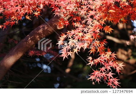 在紅色變成紅色的Momige 127347694
