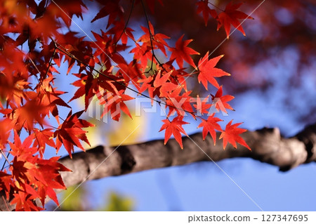 在紅色變成紅色的Momige 127347695