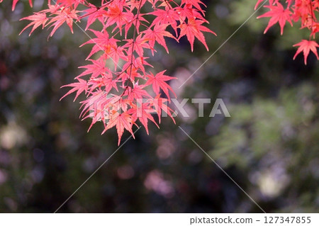 在紅色變成紅色的Momige 127347855