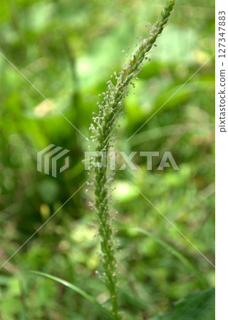 Plantagon花 127347883