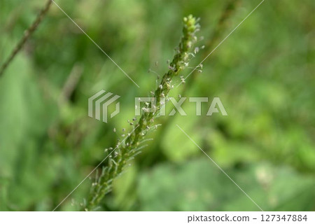 Plantagon花 127347884