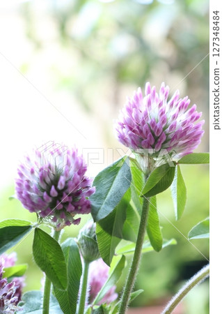 Red clover photo 127348484