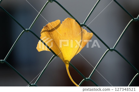 鐵絲網纏住的銀杏葉 127348521