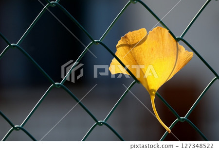 Ginkgo leaves caught in wire mesh Ginkgo leaves caught in wire mesh 127348522