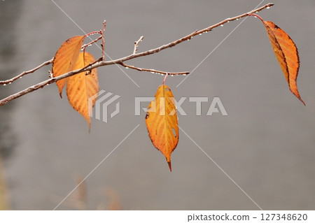 Late autumn rain on the remaining yellow leaves 127348620