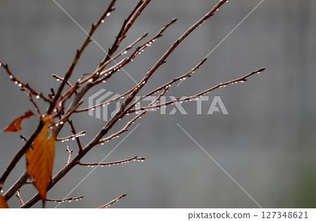 Late autumn rain on the remaining yellow leaves 127348621