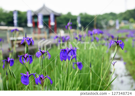 Agui Town: The Phantom Flower, Hana Katsumi Agui Town: The Phantom Flower, Hana Katsumi 127348724