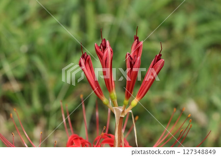 彼岸花（開始綻放） 127348849