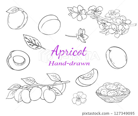 Hand-drawn apricot fruit, slices, leaves, blossoms, and dried apricots in black line style. Great for food or botanical designs. Hand-drawn apricot fruit, slices, leaves, blossoms, and dried apricots in black line style. Great for food or botanical designs. 127349095