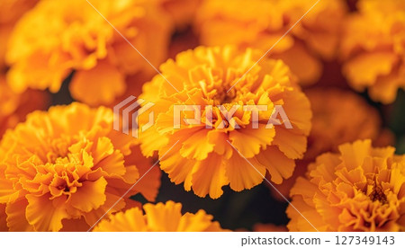 Marigold in the Sunshine 3 127349143