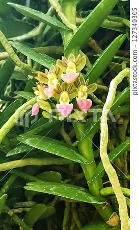 筑波植物園的Peratantheria insectifera 筑波植物園的Peratantheria insectifera 127349305
