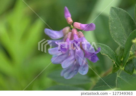 紫藤花 紫藤花 127349363