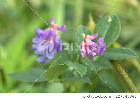 紫藤花 紫藤花 127349365