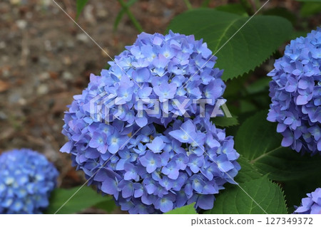 雨季花園裡盛開的藍色繡球花 127349372
