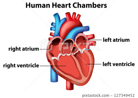Detailed Human Heart Chambers Vector Illustration Detailed Human Heart Chambers Vector Illustration 127349452