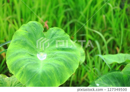 雨季芋頭葉上的雨滴 127349500